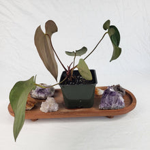 Load image into Gallery viewer, Anthurium Ace Of Spades X Papillilaminum 4&quot; pot, Fedex 2 day*
