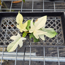 Load image into Gallery viewer, Philodendron Florida Ghost, Exact Plant Ships Nationwide

