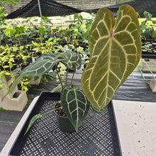 Load image into Gallery viewer, Anthurium Red Crystallinum Doc Block exact plant, Fedex 2day
