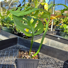 Load image into Gallery viewer, Monstera Esqueleto, Exact Plant Ships Nationwide
