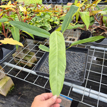 Load image into Gallery viewer, Anthurium Spectabile, Exact Plant Ships Nationwide
