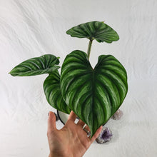 Load image into Gallery viewer, Philodendron Plowmanii, Exact Plant Wide Form Ships Nationwide
