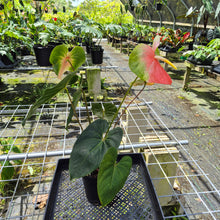 Load image into Gallery viewer, Anthurium Anuenue Obake bicolor, pink/ green, Exact Plant
