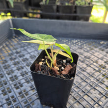 Load image into Gallery viewer, alocasia polly aurea variegated, Exact Plant Ships Nationwide.
