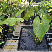 Load image into Gallery viewer, Anthurium Faustomirandae, Faustino&#39;S Giant, Exact Plant Ships Nationwide
