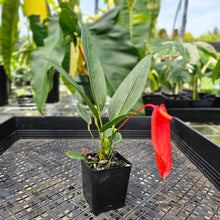 Load image into Gallery viewer, Anthurium Scherzerianum &quot;Pig Tail&quot; 2.5&quot; Pot, Fedex 2 day*
