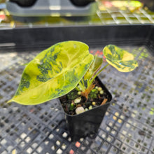 Load image into Gallery viewer, Alocasia Sedenii Aurea Variegated, Exact Plant Ships Nationwide
