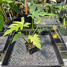 Load image into Gallery viewer, Philodendron Radiatum Aurea Variegated exact plant, Fedex 2day*
