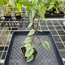 Load image into Gallery viewer, Philodendron Sodiroi True Form, Exact Plant Ships Nationwide
