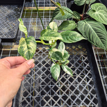Load image into Gallery viewer, Rhaphidophora Puberula, Exact Plant Variegated Ships Nationwide
