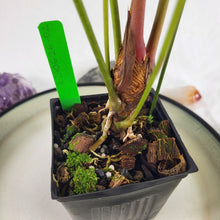 Load image into Gallery viewer, Anthurium Decipiens, Exact Plant Ships Nationwide
