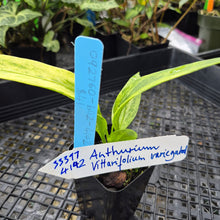Load image into Gallery viewer, Anthurium Vittarifolium , Exact Plant Variegated Ships Nationwide
