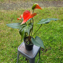 Load image into Gallery viewer, Anthurium Tropic Sunrise Bicolor Obake, Exact Plant Variegated Ships Nationwide

