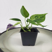 Load image into Gallery viewer, Philodendron Hederaceum, Heart Leaf, Exact Plant Variegated Ships Nationwide
