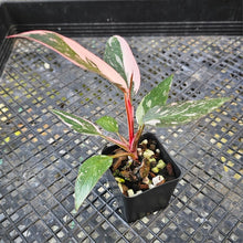 Load image into Gallery viewer, Philodendron Red Anderson, Exact Plant Ships Nationwide
