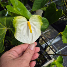 Load image into Gallery viewer, Anthurium White Obake 'Tropic Ice', 4" pot, Fedex 2day*

