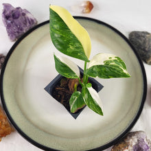 Load image into Gallery viewer, Monstera Lechleriana Variegated 2.5&quot; Pot, Fedex 2 day*
