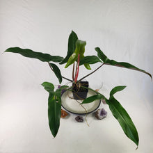 Load image into Gallery viewer, Philodendron Mexicanum, Exact Plant Large
