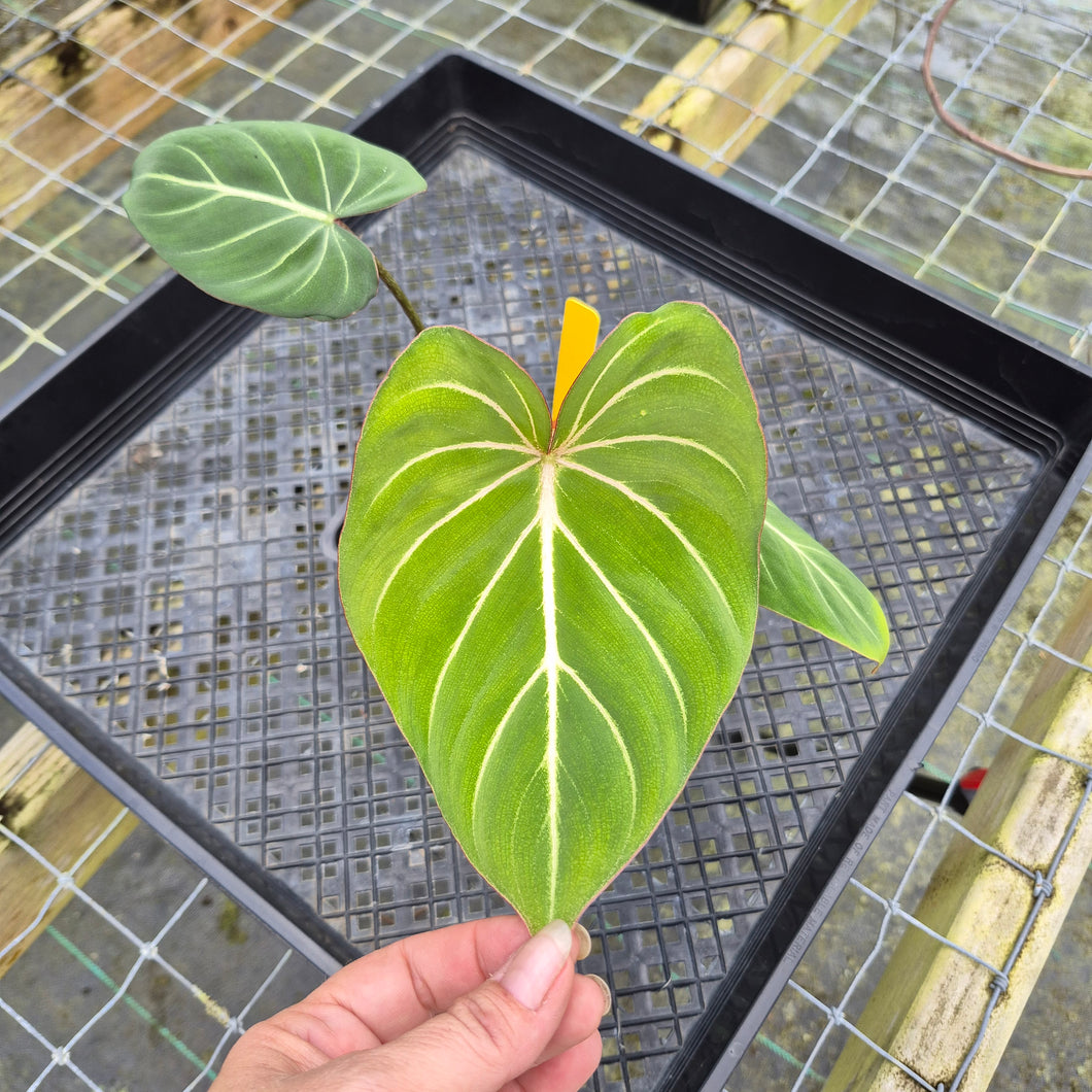 Philodendron Gloriosum, Dark Form, Exact Plant