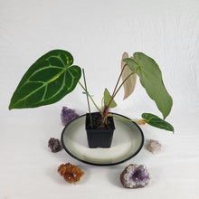 Load image into Gallery viewer, Anthurium Magnificum X Crystalinum, Exact Plant Ships Nationwide
