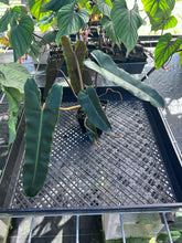 Load image into Gallery viewer, Philodendron Atabapoense Dark Form, Exact Plant Ships Nationwide
