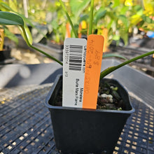 Load image into Gallery viewer, Monstera Burle Marx Flame, Exact Plant Ships Nationwide
