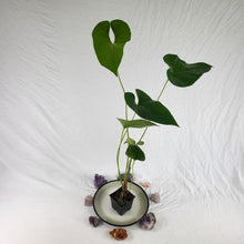 Load image into Gallery viewer, Anthurium Decipiens, Exact Plant Ships Nationwide
