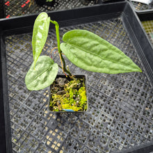 Load image into Gallery viewer, Anthurium Sp. Limon, Exact Plant Ships Nationwide
