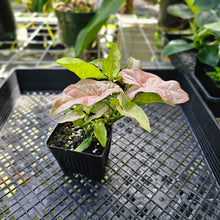 Load image into Gallery viewer, Syngonium Pink Splash, Exact Plant Variegated Double plant
