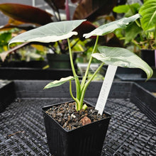 Load image into Gallery viewer, Alocasia Odora, Okinawa Silver, Exact Plant Variegated 4&#39;&#39; pot
