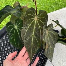 Load image into Gallery viewer, Anthurium Magnificum X AFF noid, exact plant, Fedex 2day*
