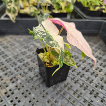 Load image into Gallery viewer, Alocasia Polly Snowflake Pink variegated exact plant, Fedex 2day*
