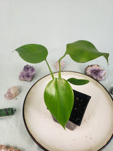 Load image into Gallery viewer, Microstictum, Philodendron
