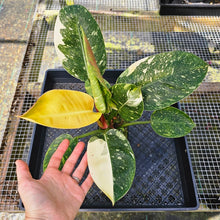 Load image into Gallery viewer, Philodendron Green Congo Nuclear, Exact Plant Variegated
