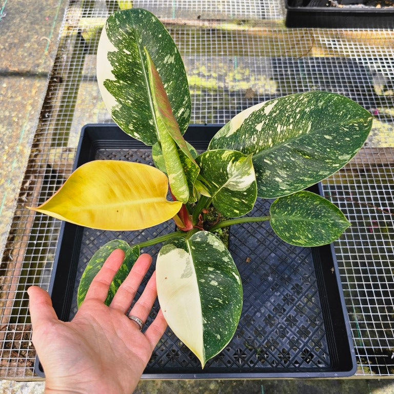 Philodendron Green Congo Nuclear, Exact Plant Variegated