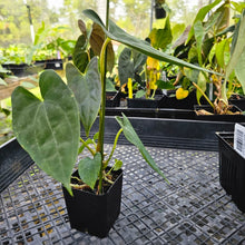 Load image into Gallery viewer, Anthurium Papillilaminum Fort Sherman X ( FS X Ralph Lynam), Exact Plant Ships Nationwide
