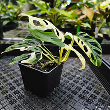 Load image into Gallery viewer, Monstera Adansonii Laniata Albo, Exact Plant Variegated Double plant
