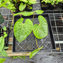 Load image into Gallery viewer, Philodendron Sodiroi True Form, Exact Plant Ships Nationwide
