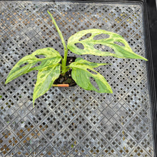 Load image into Gallery viewer, Monstera Adansonii Mint &quot;Indonesia&quot;, Exact Plant Variegated Ships Nationwide
