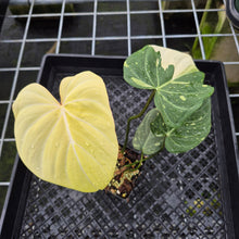 Load image into Gallery viewer, Philodendron Gloriosum variegated type 2, exact plant, Fedex 2day*
