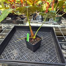Load image into Gallery viewer, Philodendron Corsinianum, Exact Plant Ships Nationwide
