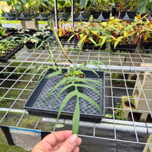Load image into Gallery viewer, Philodendron Polypodioides, Exact Plant Ships Nationwide
