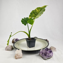 Load image into Gallery viewer, Alocasia Gageana Aurea, Exact Plant Variegated

