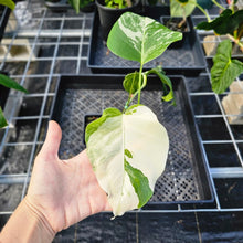 Load image into Gallery viewer, Monstera Borsigiana Albo Deliciosa, Exact Plant Variegated Ships Nationwide
