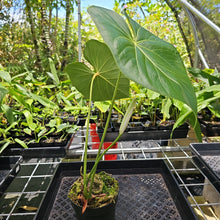 Load image into Gallery viewer, Anthurium Faustomirandae, Faustino&#39;S Giant, Exact Plant Ships Nationwide

