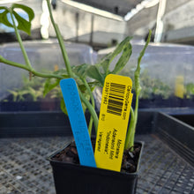 Load image into Gallery viewer, Monstera Adansonii Mint "Indonesia", Exact Plant Variegated Ships Nationwide
