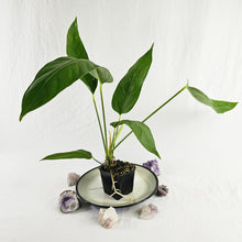 Load image into Gallery viewer, Anthurium Spectabile, Exact Plant Ships Nationwide
