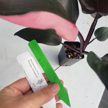 Load image into Gallery viewer, Philodendron Pink Princess, Exact Plant Variegated Ships Nationwide

