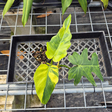 Load image into Gallery viewer, Philodendron Radiatum, Exact Plant Variegated Ships Nationwide
