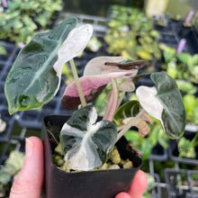 Load image into Gallery viewer, Alocasia Heart Balloon pink variegated 2.5" pot, Fedex 2day*
